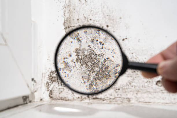 Why You Should Choose Our Mold Remediation Services in Greenville, GA